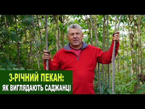 Видео: №207 Трирічний пекан: як вигладають саджанці, які ми реалізуємо. Як садити та доглядати