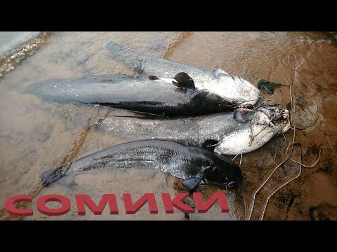 Видео: РЫБАЛКА, СОМ НА ПЕРЕМЕТ!!!