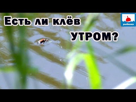 Видео: Рыбалка на голавля УТРОМ на майского жука
