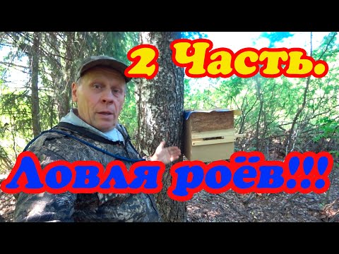 Видео: ПРОВЕРКА ЛОВУШЕК ДЛЯ ПОИМКИ БРОДЯЧИХ РОЁВ, РЕЗУЛЬТАТ ПОРАДОВАЛ 12 роёв. 2 ЧАСТЬ.