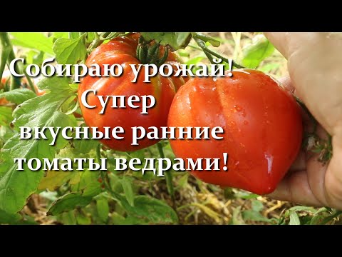 Видео: Эти Томаты буду выращивать в 2025 году! 13 СОРТОВ ТОМАТОВ - Ранний Супер Урожай