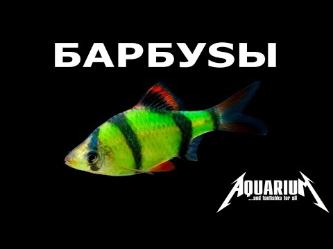 Видео: Барбусы содержание в аквариуме!