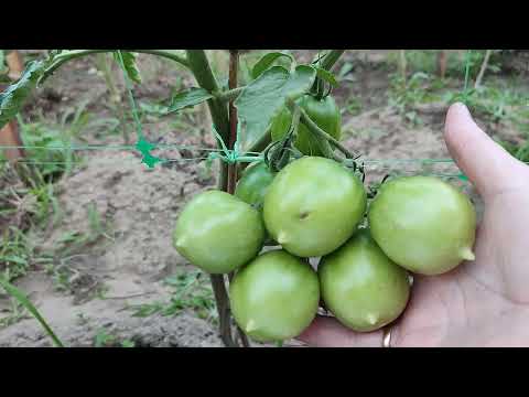 Видео: МЕТОДИ  ЗАХИСТУ  ВІД  ФІТОФТОРОЗУ  ТОМАТІВ. ВИКОРИСТАННЯ ФІТОСПОРИНУ