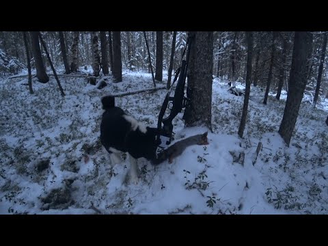 Видео: Охота с Лайкой на пушнину! Проверка капканов!