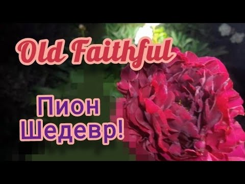 Видео: Пион Old Faithful на разных стадиях роспуска. Мой любимый сорт пиона. Олд Фэйтфул- шедевр!
