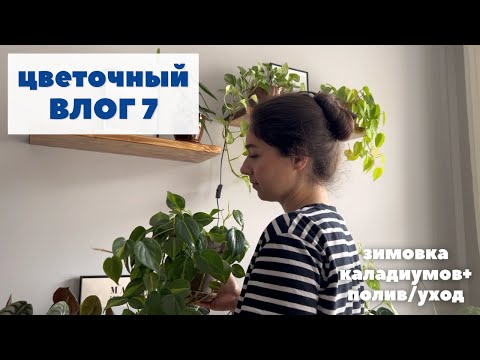 Видео: ЦВЕТОЧНЫЙ ВЛОГ 7 / уход за РАСТЕНИЯМИ + подготовка КАЛАДИУМОВ к зиме