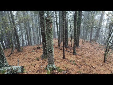 Видео: Экспедиция в кедрач. В тайгу на тракторе