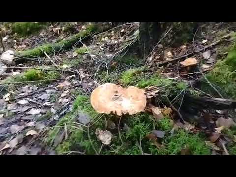 Видео: Поиск грибов ч1;)#norway #отдых #travel #лес #nature 