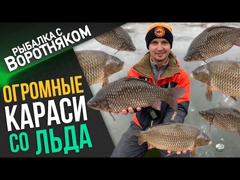 Видео: Килограммовые караси зимой со льда. Попали на клев крупного карася в оттепель.