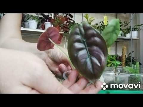 Видео: Комнатные растения.Тропическая красавица алоказия. Получится ли у меня ?