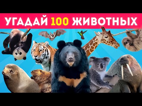 Видео: УГАДАЙ 100 ЖИВОТНЫХ 💯🐄🦥🐘🐅/ УГАДАЙ ЖИВОТНОЕ ЗА 3 СЕКУНДЫ / EMOJI COOL 😎