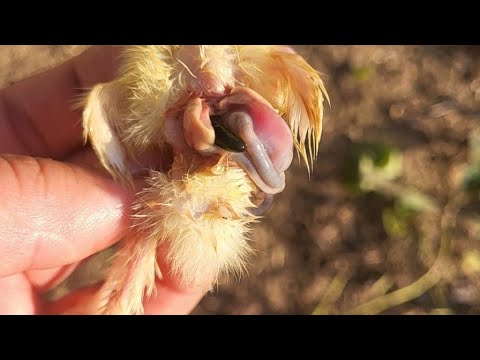 Видео: Перепілки мруть як мухи - як врятувати маленькі перепілки 