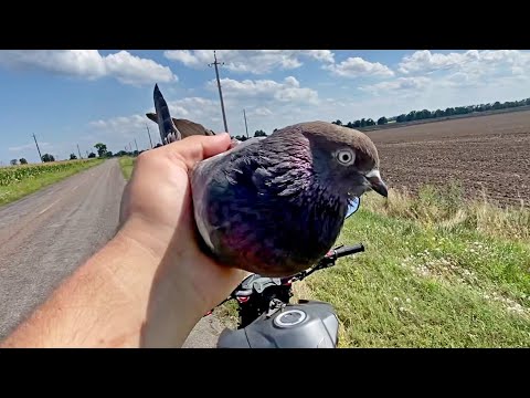 Видео: Поймал Чужачку! Проверяем на Хоминг и что она Может?!