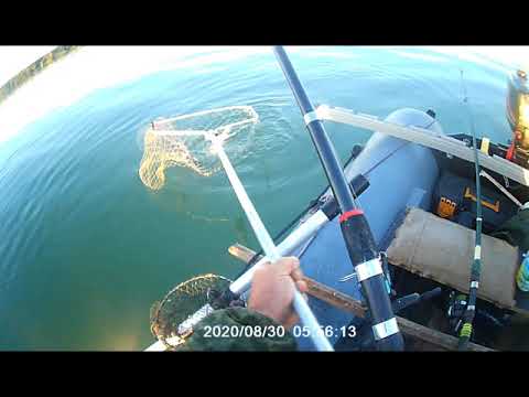 Видео: Лещи после ночной....Новотроицкое водохр.