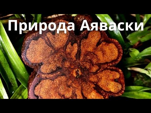 Видео: Природа Аяваски. Документальный фильм раскрывает вопросы связанные с Аяваской