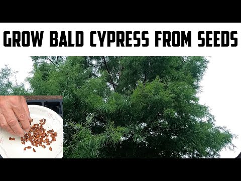 Видео: Вырастить лысые кипарисы из семян