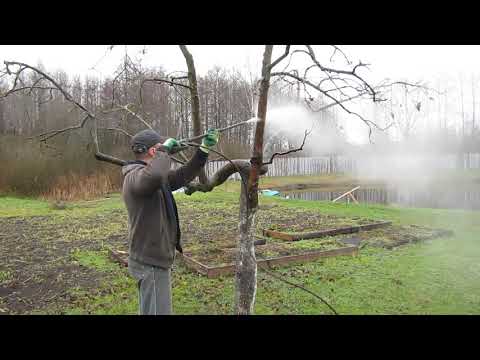 Видео: Как избавиться от мха на деревьях