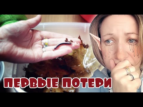 Видео: Генеральная уборка у всех кивсяков🐛 Первые потери😢 часть 1