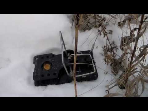 Видео: Охота на куницу! Канада