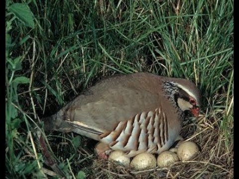 Видео: Инкубация яиц кекликов