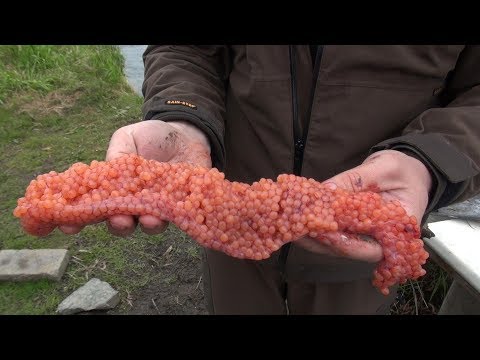 Видео: Как солить икру в походных условиях. Сухой посол красной икры без тузлука.