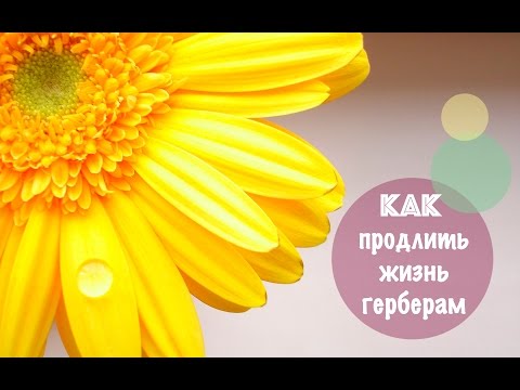 Видео: Как продлить жизнь герберам  🌼🌼🌼