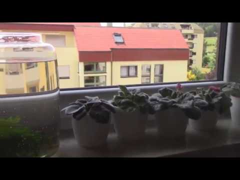 Видео: СОДЕРЖАНИЕ и РАЗВЕДЕНИЕ  креветок на подоконнике. Желтые и черные креветки сакуры. НЕОКАРДИНЫ.