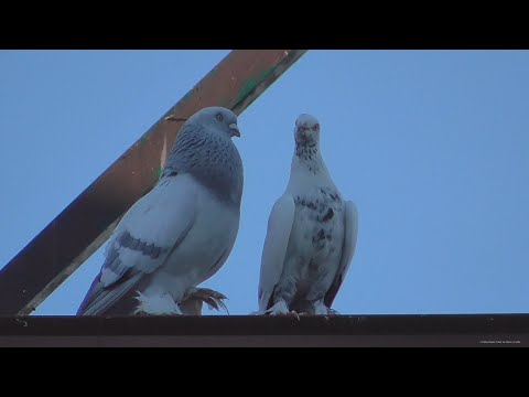 Видео: Прилетела чужая голубка