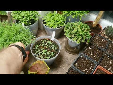 Видео: Рассада на ФИТИЛЬНОМ ПОЛИВЕ! Как его сделать, какие бывают виды, для каких растений?