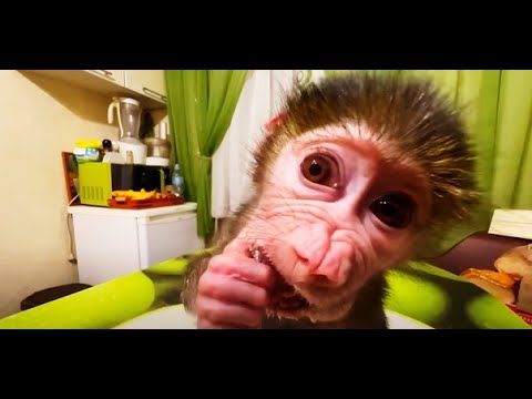 Видео: Люся-ДЕГУСТАТОР ПОМИДОР! Какой вкусней-желтый, красный или чёрный помидор???