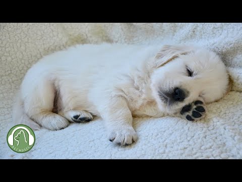 Видео: Музыка для сна для собак - расслабляющая музыка, которая поможет вашей собаке уснуть