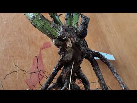 Видео: Рак корней роз, или неправильные диагнозы профессоров околовсяческих наук. И не поддаваться панике!