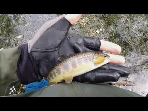 Видео: #213 Мормышинг | Ручьевая форель | Шикарный клев | Часть 3 |