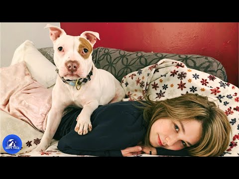 Видео: Спасённый питбуль, который спас её от горя и помог восстановить разрушенную семью