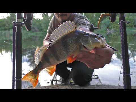 Видео: Поклевок сома много, засечки НЕТ! Рыбалка на сома, на живца