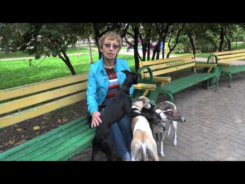 Видео: СОБАКИ ПОРОДЫ УИППЕТ / WHIPPET