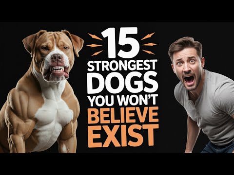 Видео: 15 самых сильных пород собак в мире