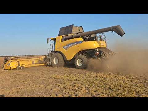 Видео: уборка нишевых культур, ч.2. Нут , лен . No-till