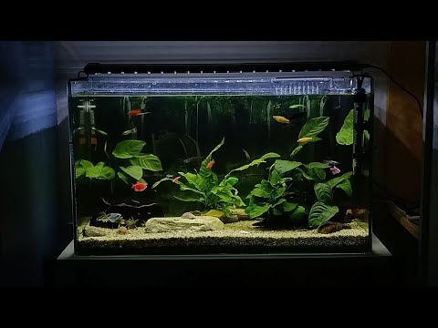 Видео: Мини екосистема вкъщи / моето ново хоби - акваристика 🐟🐟🐟