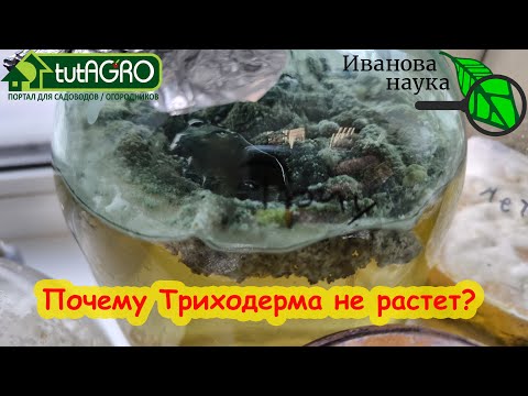 Видео: ПОЧЕМУ НЕ РАСТЕТ ТРИХОДЕРМА? Всего пара причин, которые очень легко устранить. Домашнее выращивание.