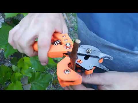 Видео: Прививка винограда прививочным секатором в июне