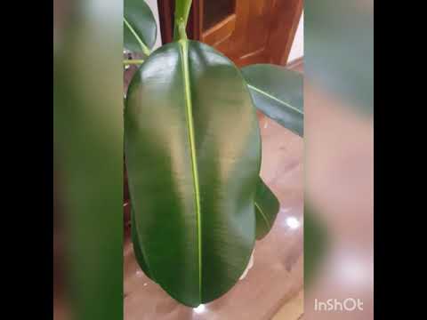 Видео: Шикарный блеск и рост комнатных растений.Чудо средство за копейки.