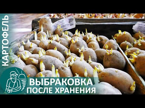 Видео: 🥔 Подготовка картофеля к посадке — выбраковка перед проращиванием по технологии Гордеевых
