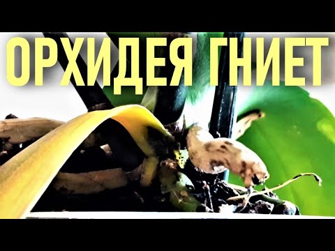 Видео: ОТ ГНИЕНИЯ ДО ЦВЕТЕНИЯ!! ЧЕРЕЗ ТЕРНИИ К ЗВЕЗДАМ: КАК СОХРАНИТЬ ЦВЕТЕНИЕ ОРХИДЕИ, НЕСМОТРЯ НА ГНИЛЬ!!