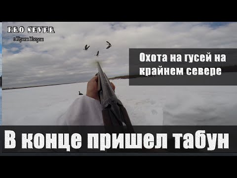 Видео: Гусиная охота на крайнем севере. Охота на гусей.