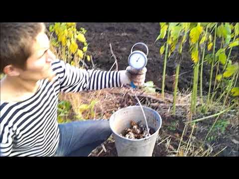 Видео: Топинамбур. Собираем урожай, который не сажали.