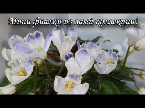 Видео: Цветущие фиалки, мини сорта из моей коллекции)