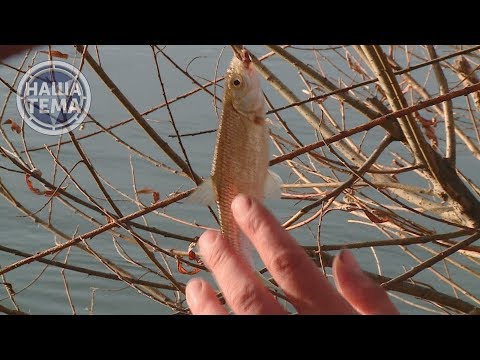 Видео: Ловля ельца на боковой кивок поздней осенью.