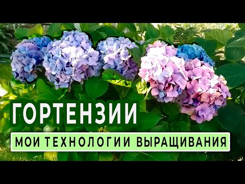 Видео: Крупнолистные ГОРТЕНЗИИ. Мои технологии выращивания