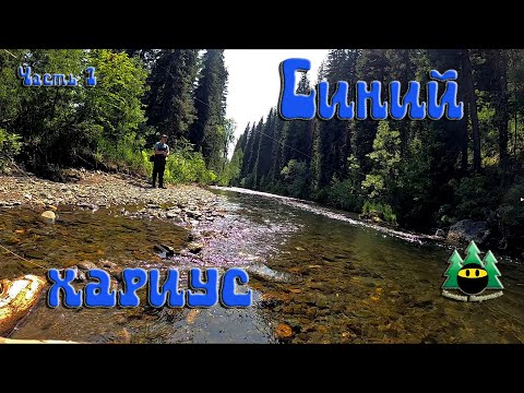 Видео: Синий хариус. Часть 1. Жаришка.